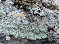 Lecanoraceae