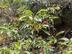 Photinia niitakayamensis
