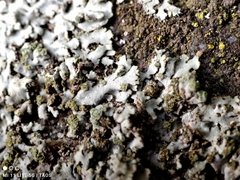 Phaeophyscia orbicularis