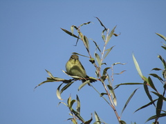 Phylloscopus