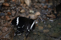 Papilio nephelus