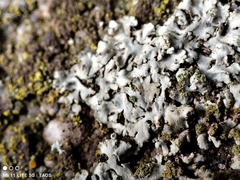 Phaeophyscia orbicularis