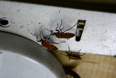 Physopelta quadriguttata