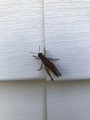 Paroxya atlantica