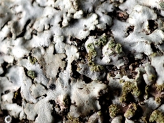 Phaeophyscia orbicularis