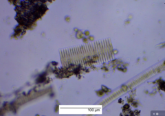 Fragilaria