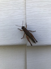 Paroxya atlantica
