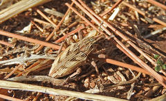 Coniocleonus pseudobliquus