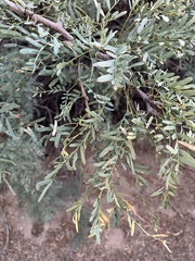 Prosopis glandulosa
