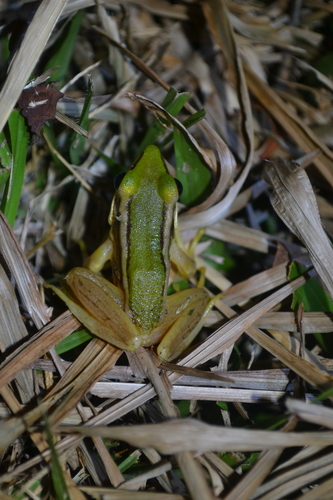 Hylarana erythraea