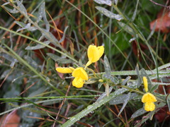 Genista