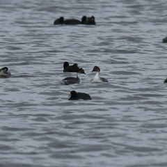 Podiceps occipitalis