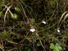 Euphrasia transmorrisonensis