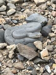 Crotalus lepidus