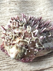 Spondylus gaederopus