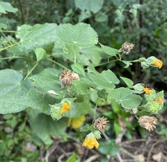 Abutilon permolle