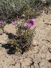 Leipoldtia schultzei
