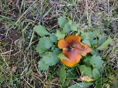Hygrocybe conica