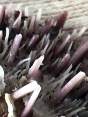 Spondylus gaederopus