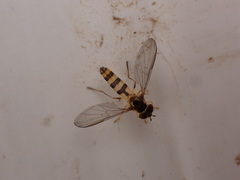 Meliscaeva cinctella