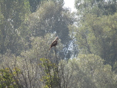 Buteo rufinus rufinus