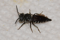 Coelioxys modestus