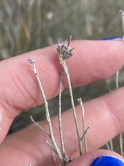 Psorothamnus scoparius