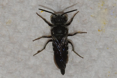 Coelioxys modestus