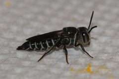 Coelioxys modestus