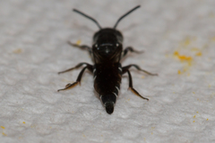 Coelioxys modestus