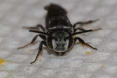 Coelioxys modestus