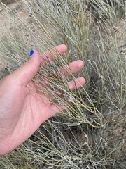 Psorothamnus scoparius