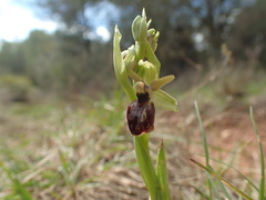 Ophrys sphegodes
