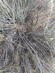 Psorothamnus scoparius