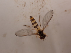 Meliscaeva cinctella