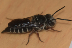 Coelioxys sayi