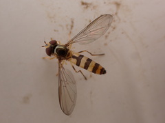 Meliscaeva cinctella