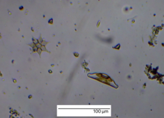 Cymbella