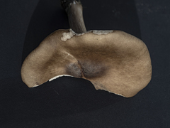 Melanoleuca grammopodia