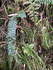 Polystichum nepalense