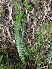 Polystichum nepalense