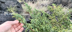 Juniperus brevifolia