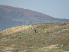 Ardea cinerea