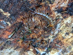 Lithobius variegatus