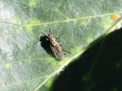 Muscidae