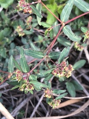 Euphorbia nutans