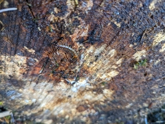 Lithobius variegatus