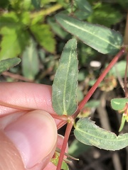 Euphorbia nutans