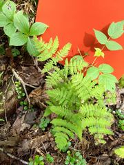 Gymnocarpium dryopteris