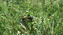 Chrysoprasis basalis